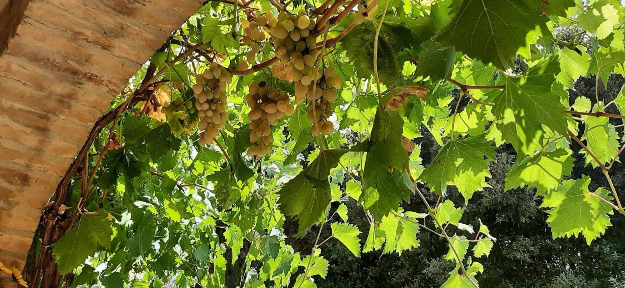 Montebello Degli Olivi キウージ エクステリア 写真