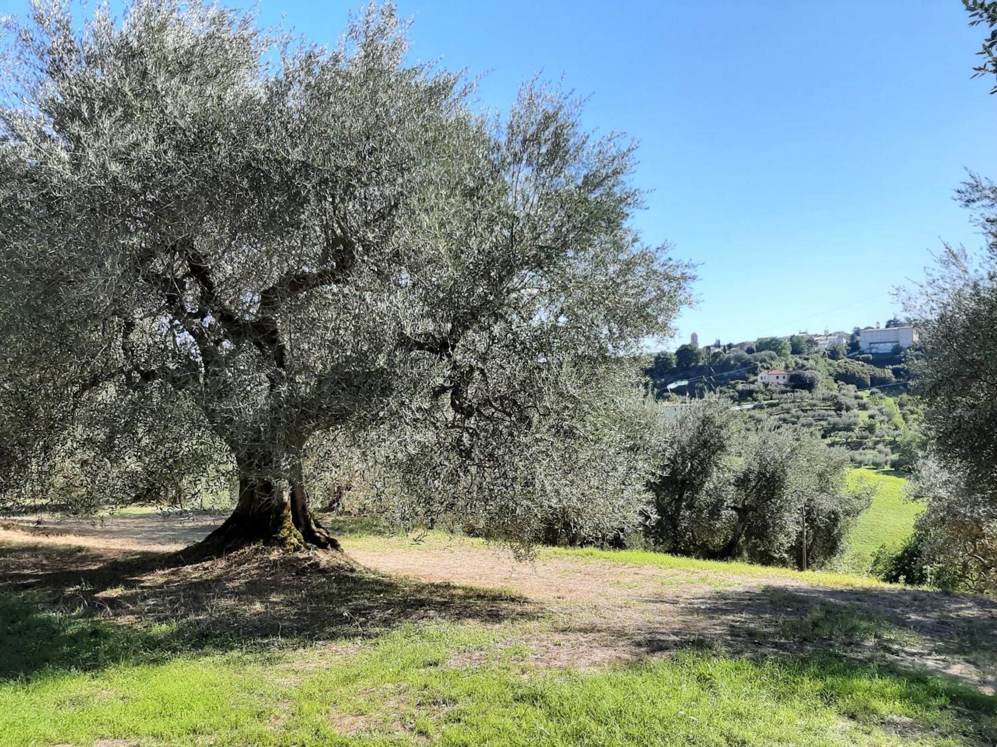 Montebello Degli Olivi キウージ エクステリア 写真